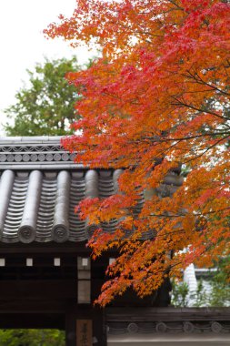 Renkli yaprakları olan güzel sonbahar manzarası