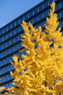 Ağaçtaki sarı yapraklar 