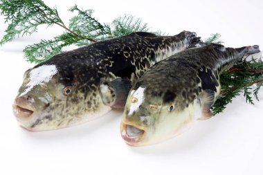 Pişirmek için baharatlı taze kaplan küresi balığı. Zehirli fugu balığı, Japon yemeği. 