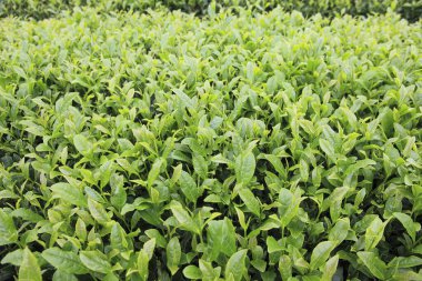 Sabahları çay yaprakları