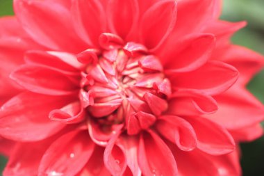 Bahçede çiçek açan güzel yıldız çiçeğinin yakın görüntüsü