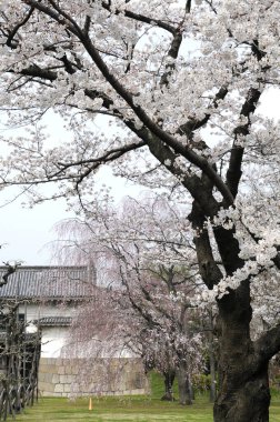 Japonya 'da kiraz çiçeği zamanı