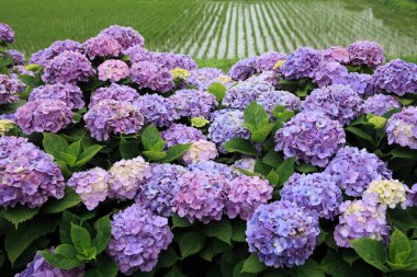 Bahçedeki güzel çiçekler