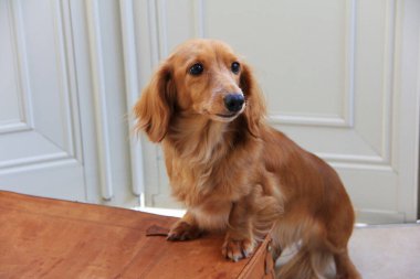 Evin içinde sevimli bir köpek, yakın çekim. 