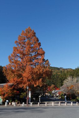 Parlak yapraklı sonbahar ormanı