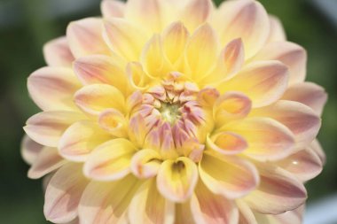 Bahçede çiçek açan güzel yıldız çiçeğinin yakın görüntüsü