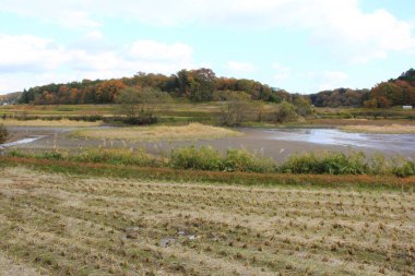 Sonbaharda kum ve bitkilerle dolu kurak nehir manzarası      
