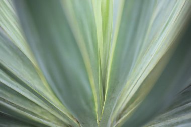 Bir bitkinin yaprağını kapat..