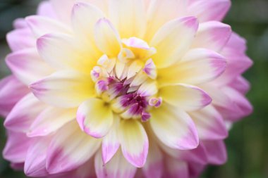 Bahçede çiçek açan güzel yıldız çiçeğinin yakın görüntüsü