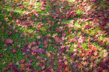 Sonbahar yaprakları sonbahar parkında yerde.