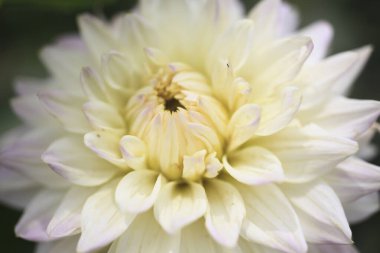 Bahçede çiçek açan güzel yıldız çiçeğinin yakın görüntüsü