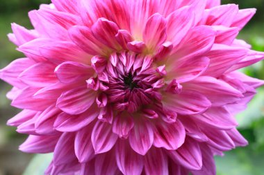 inanılmaz renkli çiçekler, bitki konsepti