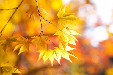 Güzel sonbahar akçaağaç 