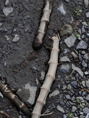 Kırık bambu sopaları ıslak kayalık zemin yüzeyinde yatıyor.