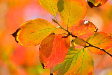 Sonbahar yaprakları, sonbahar yaprakları