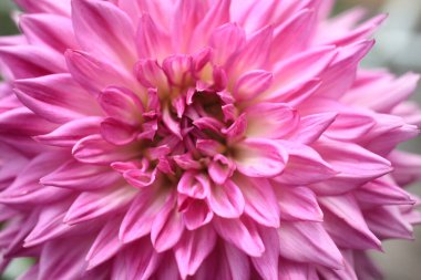 Yıldız çiçeği, yakın plan, güzel arka plan, yaz konsepti. 