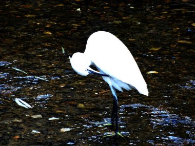 Parktaki güzel beyaz balıkçıl