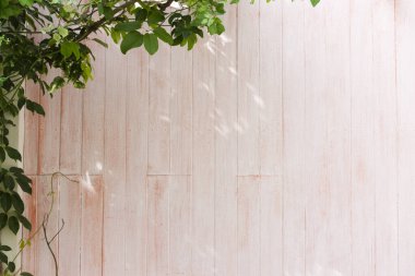 Ahşap duvar ve yeşil bitki 