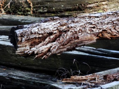 Eski ahşap kütükler doğa arka planında