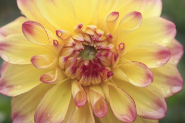 Yıldız çiçeği, yakın plan, güzel arka plan, yaz konsepti. 