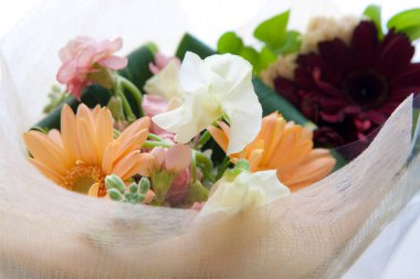 Beyaz arka planda taze bahar çiçekleri.   