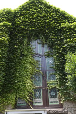 Şehirde bitkilerle kaplı eski bir ev.