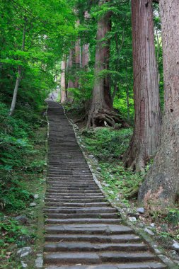 Ormanda güzel bir merdiven görüntüsü.