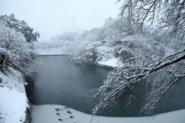 Karlı Ağaçlar Gölle Kaplı Kış Manzarası — Stok fotoğraf
