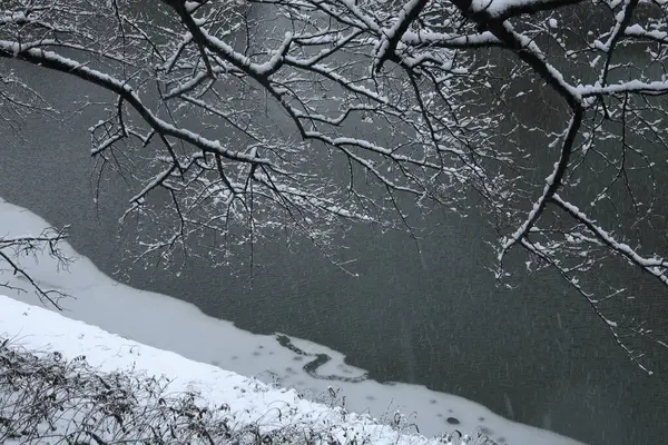 雪の木と湖で冬の風景 — ストック写真
