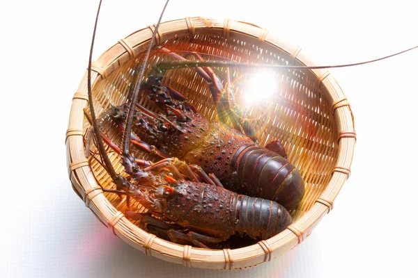 Lobster Lobster Bowl — Stock Photo, Image