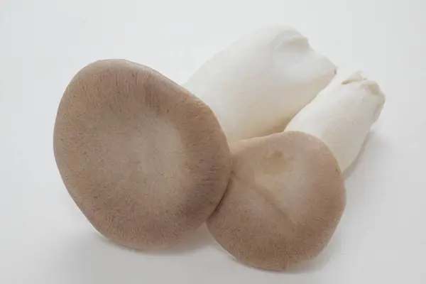 Group Mushrooms White Background Close — Stock Photo, Image