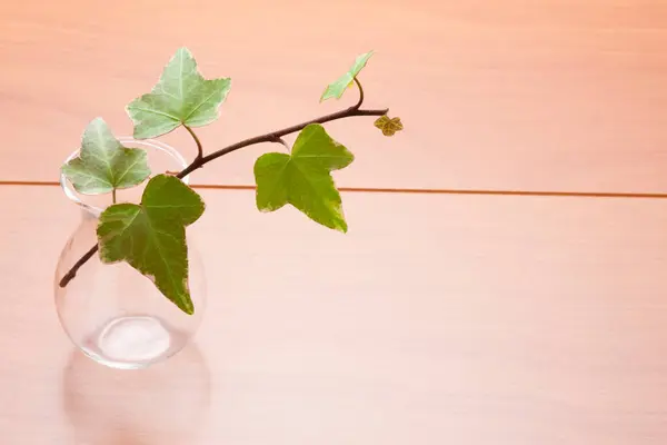 Efeupflanze Einer Glasvase Auf Einem Holztisch — Stockfoto