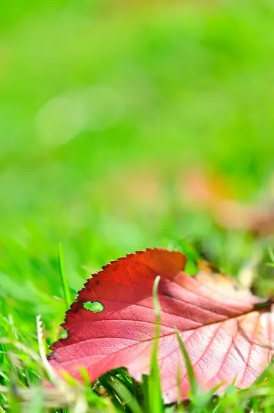 Nahaufnahme Von Farbenfrohen Herbstblättern Gras Park — Stockfoto