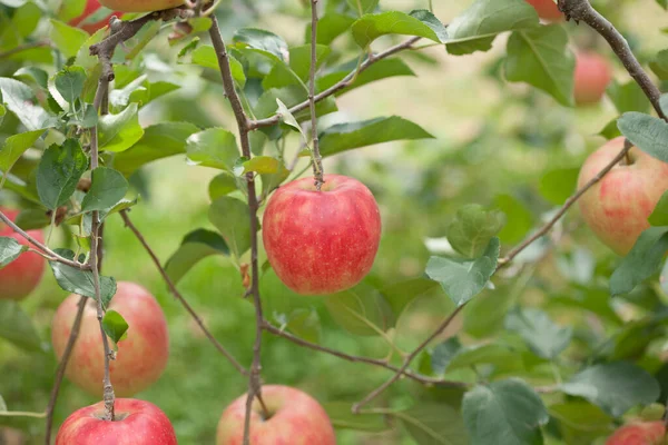 在花园里的一棵树上熟透了的红苹果 — 图库照片