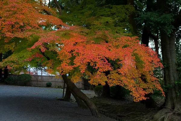 Erstaunliche Ahornblätter Herbst Japan — Stockfoto
