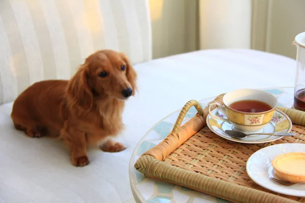 cute dog and tea on table in room