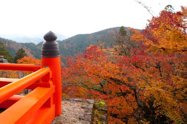 Japonya'da güzel sonbahar orman