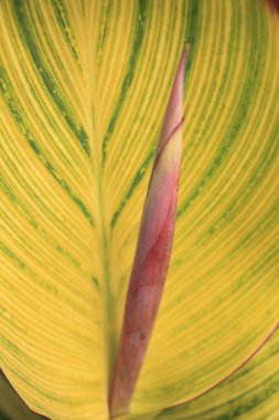 güzel tropikal yeşil yaprak arka planı