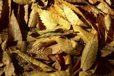 Sonbahar yaprakları, sonbahar bitkileri