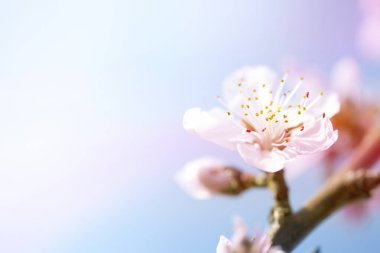 İnanılmaz çiçekler, yakın görüş, bitki konsepti.