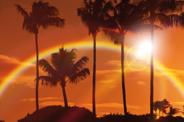 Gökkuşağının üstünde palmiye ağaçları