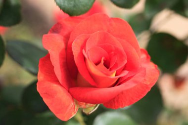 Bahçedeki güzel pembe gül çiçeği. Görüntüyü kapat