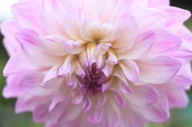 Bahçede çiçek açan güzel yıldız çiçeğinin yakın görüntüsü