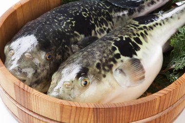 Sepette pişirmek için baharatlı taze kaplan küresi balığı. Zehirli fugu balığı, Japon yemeği. 