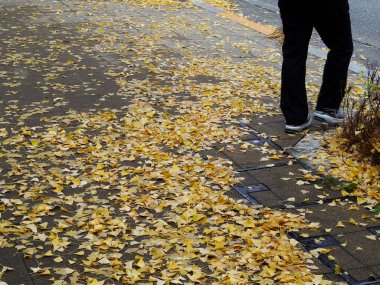 Kurumuş sonbahar yaprakları yere saçılmış.