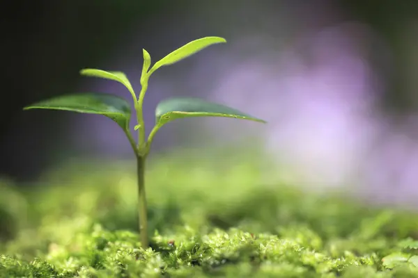 Kleine Grüne Pflanze Die Auf Grünem Moos Wächst Makro — Stockfoto