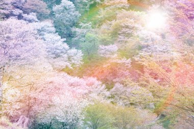 Dağda kiraz çiçeği, Japonya