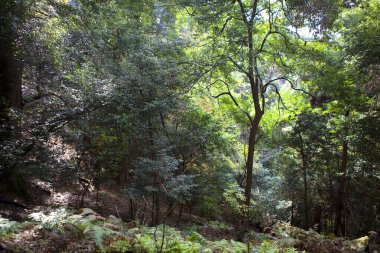 Ormandaki ağaçların manzarası