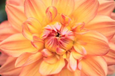 Bahçede çiçek açan güzel yıldız çiçeğinin yakın görüntüsü