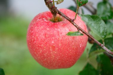 Bahçedeki organik kırmızı elmanın yakın plan görüntüsü.                                              